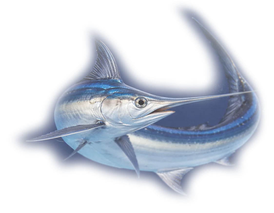 imperio do peixe