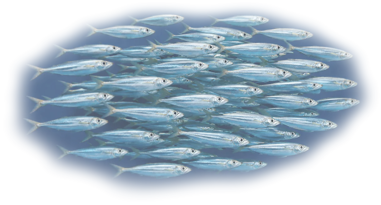 imperio do peixe